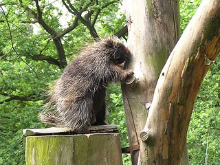 Zoologická zahrada Děčín