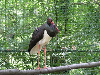 Zoologická zahrada Děčín